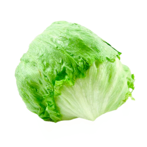 Lechuga Batavia x Und